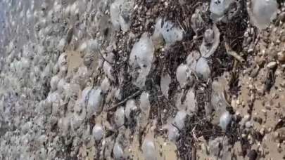 Yüzlercesi Türkiye'de kıyıya vurdu, profesör uyardı