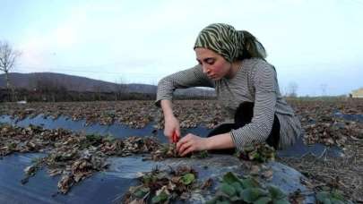 Sevilay, genç çiftçilere örnek oluyor!