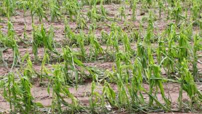 TARSİM hasar fazlası destek primleri belli oldu