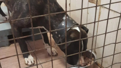 İstanbul'da pitbull saldırısı: Sahibine 14 bin lira ceza kesildi