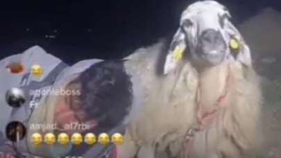 Geviş getiren koyunu saatlerce izlediler!