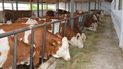 Yeni doğan buzağının kafasındaki 7 rakamı hayrete düşürdü: Bu resmen mucize