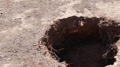 Kazıyı yapanlar heyecandan yerinde duramadı! Topraktan dünyanın en büyük canlısı çıktı