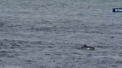 Bayram sabahı İstanbul'da yunus sürprizi