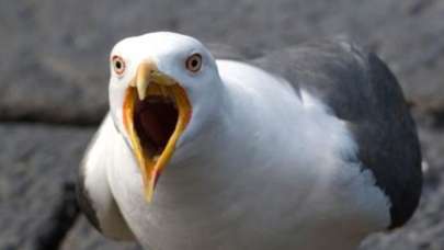 Martılar ile ilgili şok sözler: Onlar bizi gözetleyen birer casus