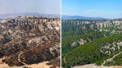 Yanan ormanların 'öncesi ve sonrası' fotoğrafları yayınlandı