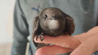 Evinin balkonunda ebabil kuşu buldu