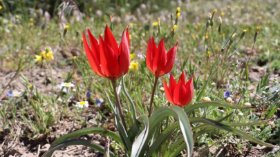 Yılda bir kez açıyor! Koparan yandı: Cezası 109 bin lira