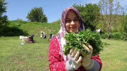 Dağda değil köyde yetişiyor, çiftçinin yüzü gülüyor