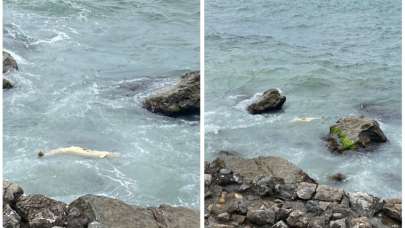 Zonguldak’ta kahreden görüntü! Kıyıya vurdu