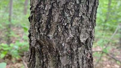 Ağaçtaki mucizeyi fark edenler hayran kalıyor