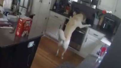 Ocağı açan köpek evde yangın çıkardı!