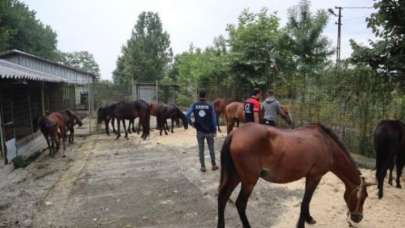 Kaçak kesime götürülüyorlardı! 10 at kurtarıldı