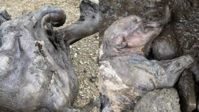 30 bin yıl önceye ait! Altın madeninde bulundu