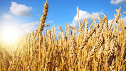 ‘7 bin yıllık buğday bulduk’ yalanı patladı: Yurt dışına kaçırdılar