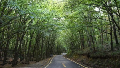 Vali Yerlikaya duyurdu! İstanbul'da ormanlara giriş yasağı