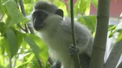 İstanbul'da maymun şaşkınlığı: Görenler gözlerine inanamadı