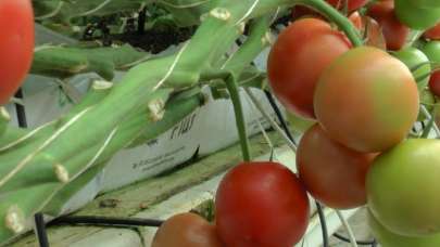 Gıda krizi yaşıyorlar! Türkiye'den domates ihtal edecekler