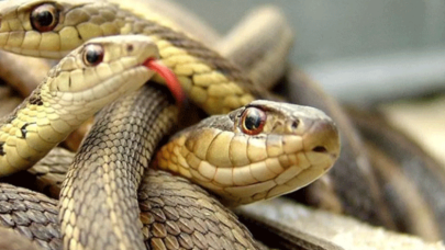 Yılan uzmanı tüm dünyayı uyardı
