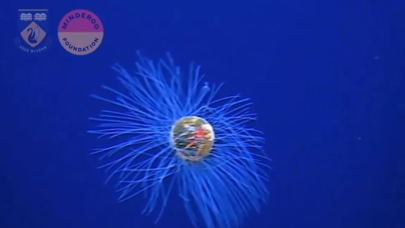 Okyanusun 5 bin metre derinliğinde görüntülendi! Çok nadir rastlanıyor