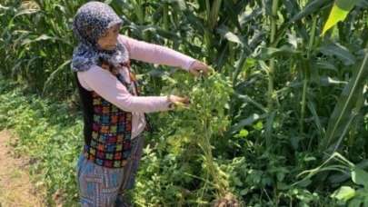 Tarlalarına patates ektiler, domates çıktı!