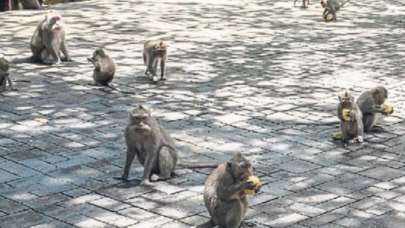 Japonya'da maymunların saldırdığı kişi sayısı 58'e yükseldi!