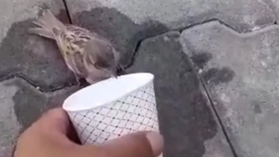 Susuzluktan baygın düşen serçeye şefkat eli