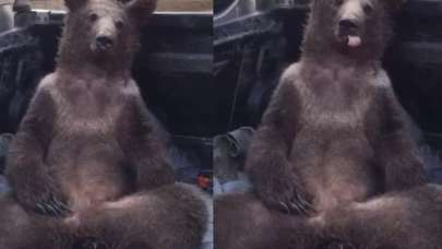 Sosyal medyada gündem oldu! Balı fazla kaçıran ayı işte böyle kendinden geçti