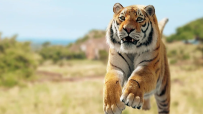 Kaplan dişlerini bebeğin başına geçirdi: Kahraman anne bakın ne yaptı?