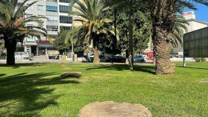 CHP'den İzmir'de ağaç katliamı! Asırlık çınar kesildi