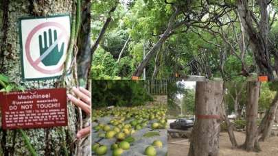 Saniyeler içinde öldürüyor! Yılan zehrinden 10 kat etkili! Bu ağaçtan düşen bir damla bile...