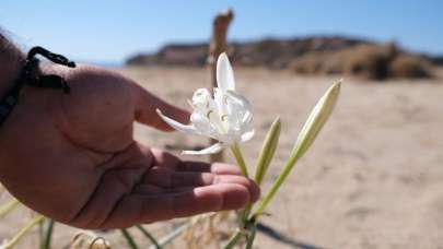 Cezasını duymak bile istemezsiniz! Bu çiçeği koparan yandı