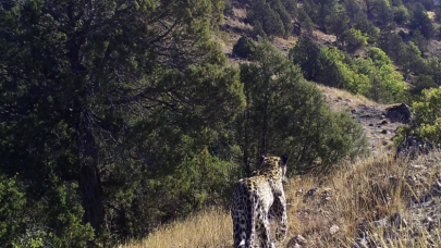 Bakanlık paylaştı: 1974'te yok olduğu düşünülmüştü! Varlığı kanıtlandı