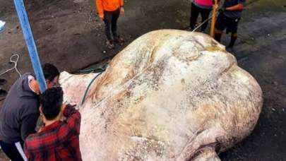 3 tonluk canavar yakalandı! Guinness'e girdi