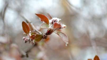 Eskişehir için zirai don uyarısı