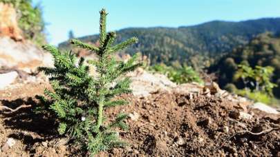 Türkiye'de son 20 yılda 6 milyar fidan toprakla buluşturuldu