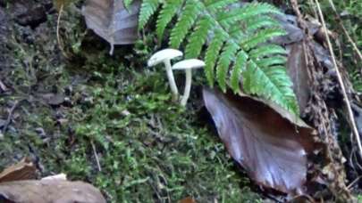 Ölümcül tehlike! 'Lezzetli ve hoş kokulu'