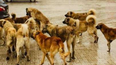 Başıboş köpekler bela olmaya devam ediyor: 3 yaralı!