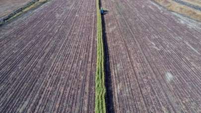 Türkiye 132 ülkeye tohum ihraç ediyor