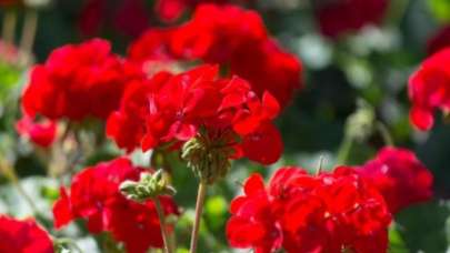 İşte her evde bulunması gereken bitkiler…