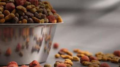 Galler'de durum içler acısı! İnsanlar evcil hayvan maması yiyor