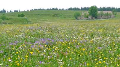 Türkiye'de hedef 2053'te net sıfır emisyon ve yeşil kalkınma