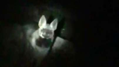 Görüntü Türkiye'den! Karanlıkta yürürken karşısına çıktı, kaçmak yerine sohbet etti