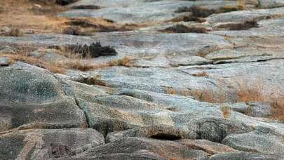 Fotoğraftaki leoparı görebiliyorsanız bir şahinin gözlerine sahipsiniz