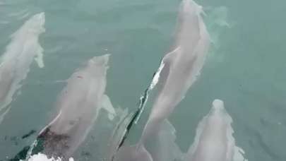 Sinop'ta gülümseten anlar yaşandı! Yunuslar kayıkla böyle yarıştı