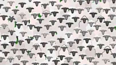 IQ testinden kimse geçemiyor! Resimde koyunlar arasında bulunan keçiyi 11 saniyede bulabilecek misiniz?