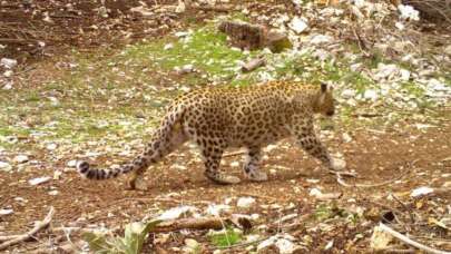 Nesli tükenmiş sanılıyordu! 18 ilde aranıyor... Öldürene 1 milyon TL ceza