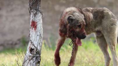 Başıboş sokak köpeği dehşet saçtı! Önce çocuğu ısırdı, sonra bir başka köpeği boğdu