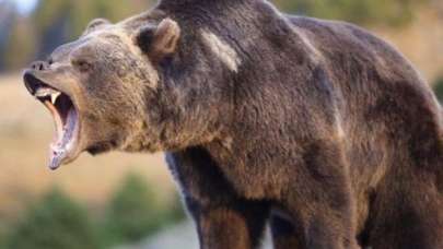 Tel örgüleri parçalayıp ağıla giren ayı resmen kıyım yaptı