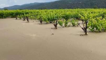 Sarıgöl ovasını sel vurdu! Üzüm bağları balçık altında kalan üretici kara kara düşünüyor